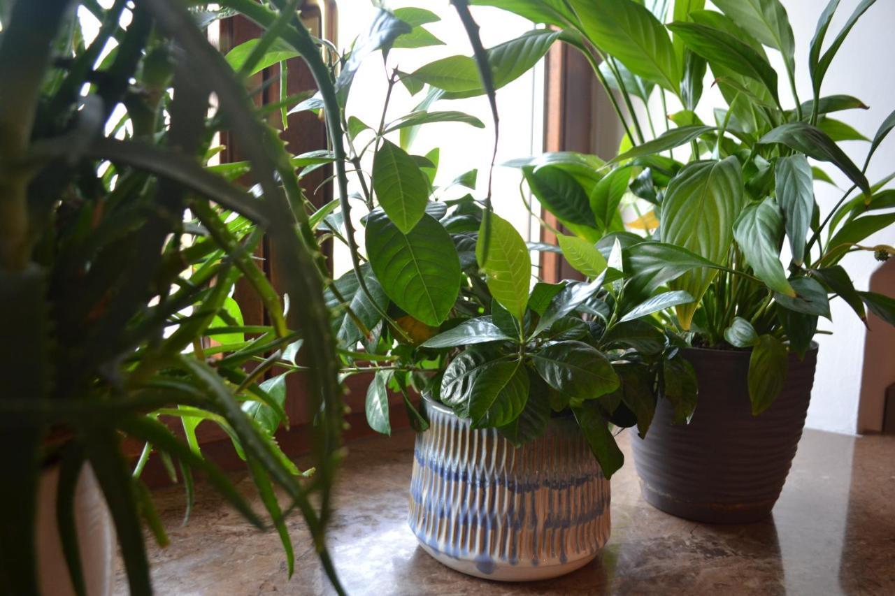 Appartement Aloes